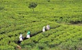 Tea Fields of Sri Lanka, Nuwara eliya Royalty Free Stock Photo