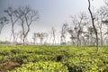 Tea fields in Srimangal, Bangladesh