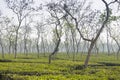 Tea fields in Srimangal, Bangladesh