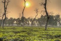 Tea fields in Srimangal, Bangladesh