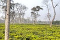 Tea fields in Srimangal, Bangladesh