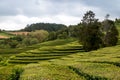 Tea fields and a tree, Sao Miguel, Azores Royalty Free Stock Photo