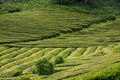 Tea fields and a tree, Sao Miguel, Azores Royalty Free Stock Photo