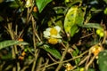 Tea flower on the bigest tea tree plant of the Theaceae family