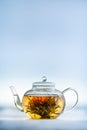 Tea Flower in a Clear Teapot Royalty Free Stock Photo