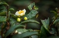 Tea Flower, Darjeeling, India Royalty Free Stock Photo