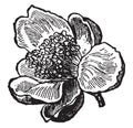 Tea Flower vintage illustration