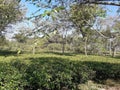 Tea forest at BangladeshÃ°Å¸ËÅ  Royalty Free Stock Photo