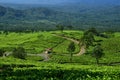 Tea garden Royalty Free Stock Photo