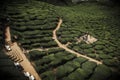 A tea garden aerial View in Cameron highland