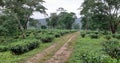 Tea garden assam india nature,road