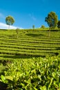 Tea garden with blue sky Royalty Free Stock Photo