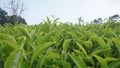 Tea garden with blue sky in Indonesia 9801 Royalty Free Stock Photo