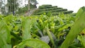 Tea garden cools and fresh in morning Royalty Free Stock Photo