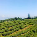 Tea Garden Darjeeling Royalty Free Stock Photo