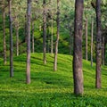 Tea Garden Detail Royalty Free Stock Photo