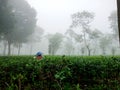 Tea garden with expanse of green tea leaves, thick fog, and a tea farmer harvesting tea leaves