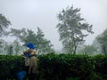 Tea garden with expanse of green tea leaves, thick fog, and a tea farmer harvesting tea leaves