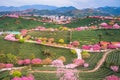 A tea garden full of cherry blossoms in spring