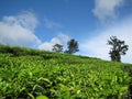 Tea plantation on the hill under the blue sky