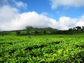 Tea plantation on the hill under the blue sky