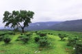 Tea Garden and Hill View at Gowainghat Upazila of Sylhet District, Bangladesh