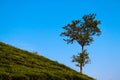 Tea garden kissing blue sky Royalty Free Stock Photo