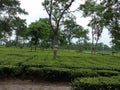 Tea garden Royalty Free Stock Photo