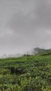 Tea garden Leafbackground With black clouds Royalty Free Stock Photo