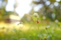 Tea garden in the morning fresh, exposed to sunlight Royalty Free Stock Photo