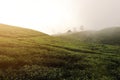 Tea garden in the morning fresh, exposed to sunlight Royalty Free Stock Photo