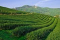 Tea garden on mountatin in north of Thailand Royalty Free Stock Photo