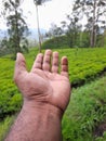Tea garden near the Badulla railway