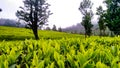 Tea garden ootty Royalty Free Stock Photo