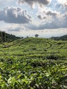 The Fresh tea gardens with green panoramic view