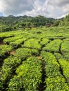 The Fresh tea gardens with green panoramic view