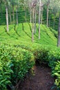 Tea Garden Path Royalty Free Stock Photo