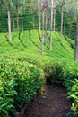 Tea Garden Path