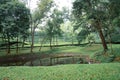 Tea garden with pond and green grass in the morning, Sylhet, Bangladesh