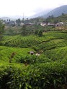 Tea garden in Puncak area, Bogor, Indonesia. Royalty Free Stock Photo