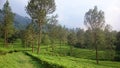 Tea garden in puncak bogor Royalty Free Stock Photo