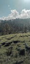 tea garden puncak bogor Royalty Free Stock Photo