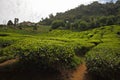 Tea garden scenery