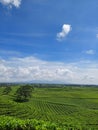 Tea garden sidamanik north sumatera Royalty Free Stock Photo