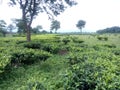 Tea garden siliguri Royalty Free Stock Photo