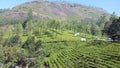 Tea Garden in Southern India