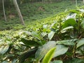 tea-garden of sri lankan natural photos