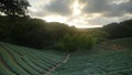 Tea garden sunset in the summer time with nice background view Royalty Free Stock Photo