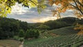 Tea garden sunset in the summer time with nice background view Royalty Free Stock Photo
