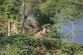 Tea garden in sylhet, madhabpur